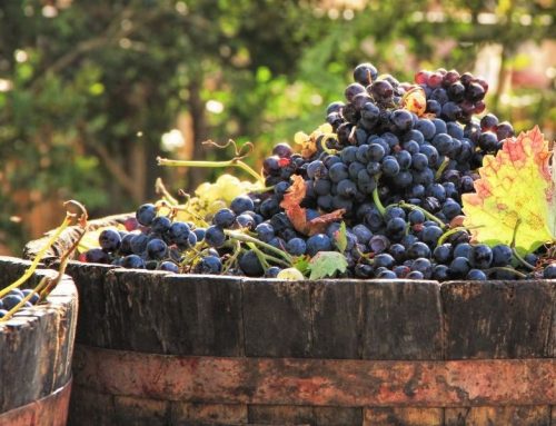 Les étapes de la production de vin rouge Saint-Nicolas de Bourgueil